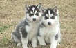 Siberian Husky Pups