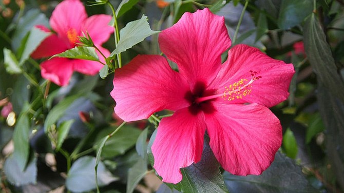 Pretty Pink Flower