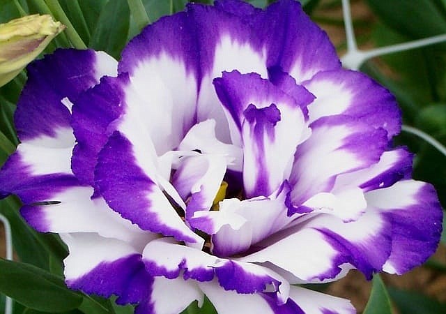 Beautiful Purple Flower