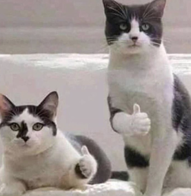 Thumbs up to kitty kats