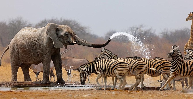 National Wild life day at the watering hole